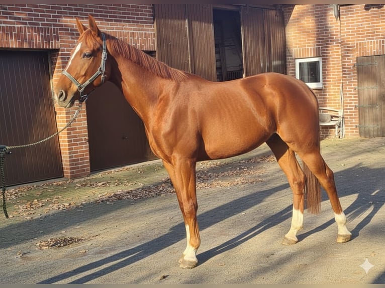 Westfale Wallach 5 Jahre 178 cm Fuchs in Espelkamp