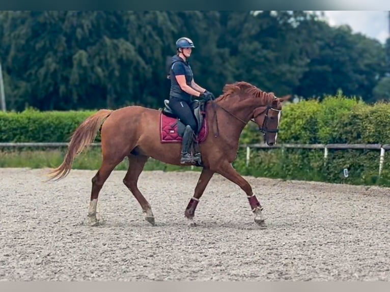 Westfale Wallach 5 Jahre 178 cm Fuchs in Neustadt (Wied)