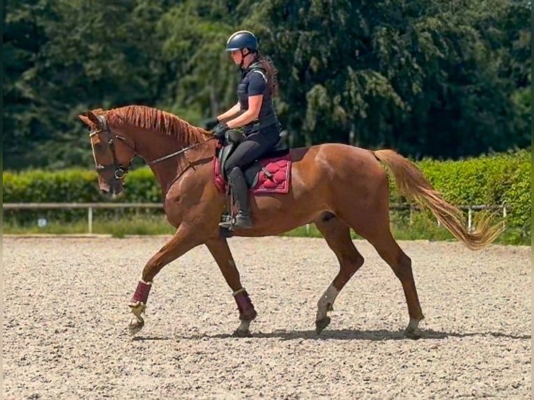 Westfale Wallach 5 Jahre 178 cm Fuchs in Neustadt (Wied)