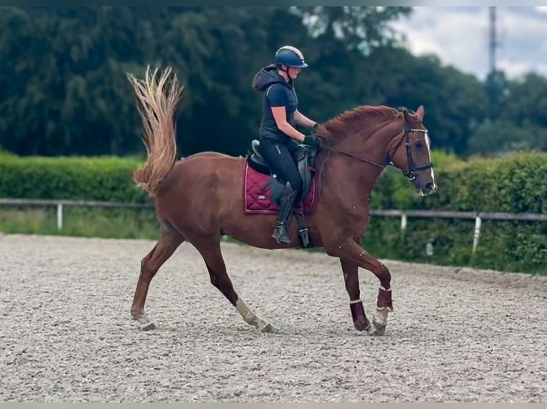 Westfale Wallach 5 Jahre 178 cm Fuchs in Neustadt (Wied)
