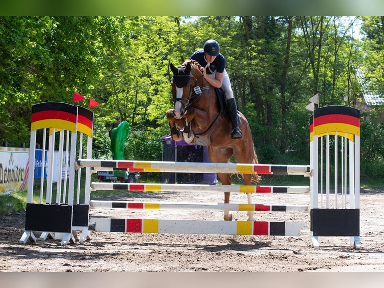 Westfale Wallach 5 Jahre 178 cm Fuchs in Bad Bentheim