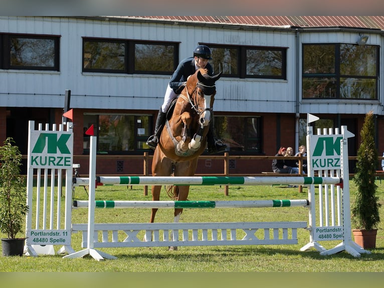 Westfale Wallach 5 Jahre 178 cm Fuchs in Bad Bentheim
