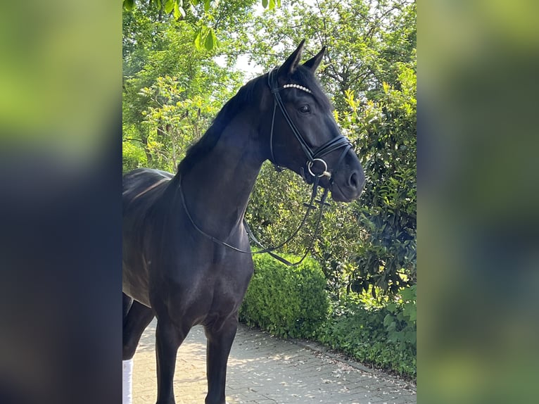 Westfale Wallach 5 Jahre 178 cm Rappe in Hamm