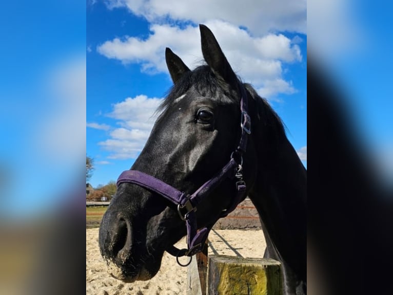 Westfale Wallach 5 Jahre 178 cm Rappe in Leopoldshöhe