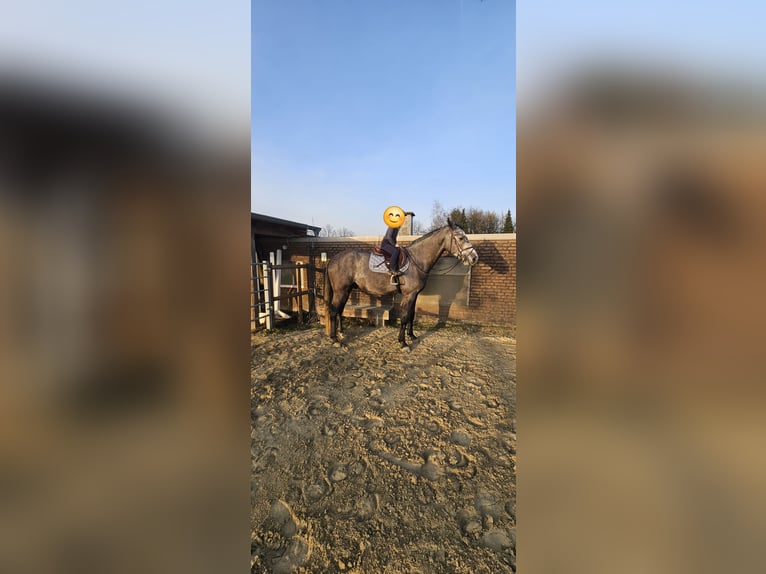 Westfale Wallach 5 Jahre 178 cm Rappschimmel in Selm