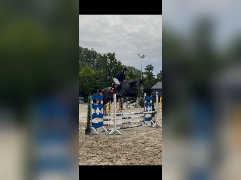Westfale Wallach 5 Jahre 178 cm Rappschimmel in Selm