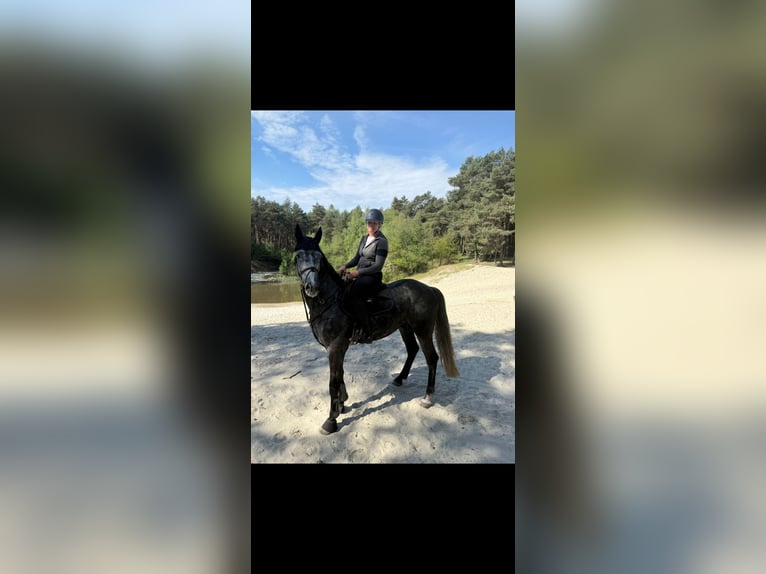Westfale Wallach 5 Jahre 178 cm Rappschimmel in Selm