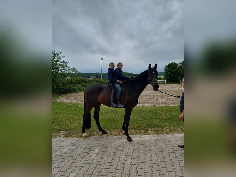Westfale Wallach 5 Jahre 178 cm Schwarzbrauner in Paderborn