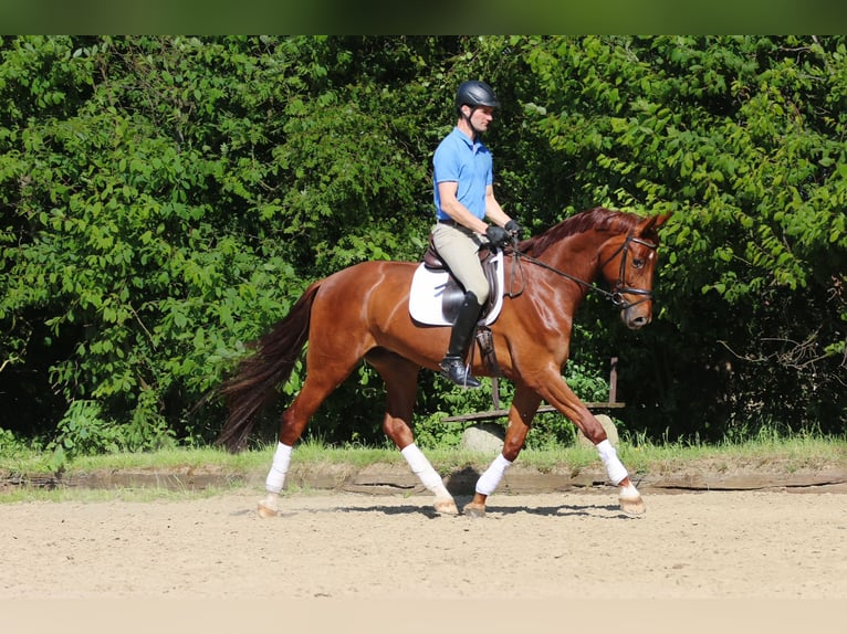 Westfale Wallach 5 Jahre 179 cm Fuchs in H&#xF6;rstel