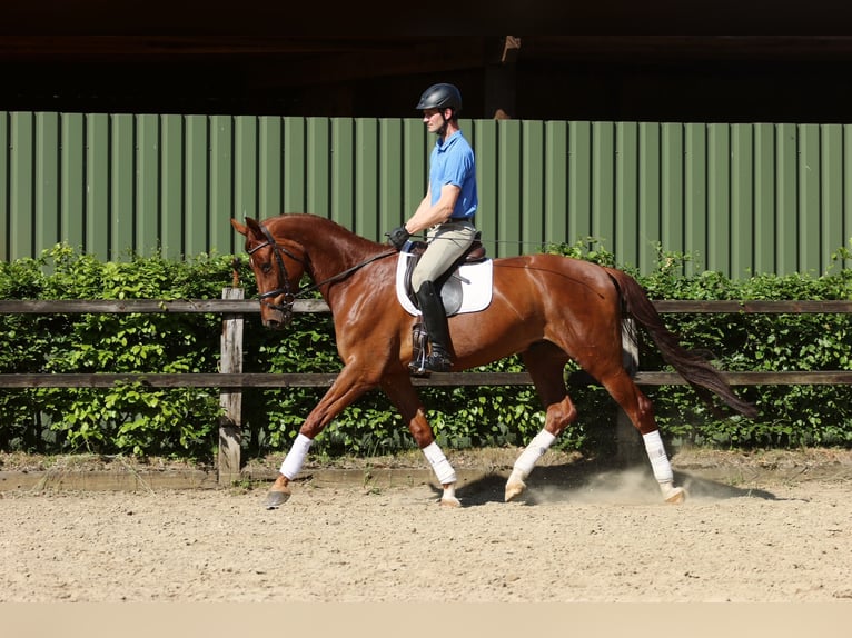 Westfale Wallach 5 Jahre 179 cm Fuchs in H&#xF6;rstel