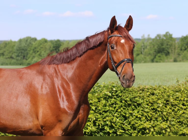 Westfale Wallach 5 Jahre 179 cm Fuchs in H&#xF6;rstel