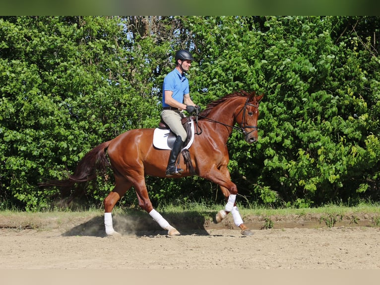 Westfale Wallach 5 Jahre 179 cm Fuchs in H&#xF6;rstel