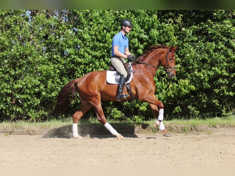 Westfale Wallach 5 Jahre 179 cm Fuchs in H&#xF6;rstel