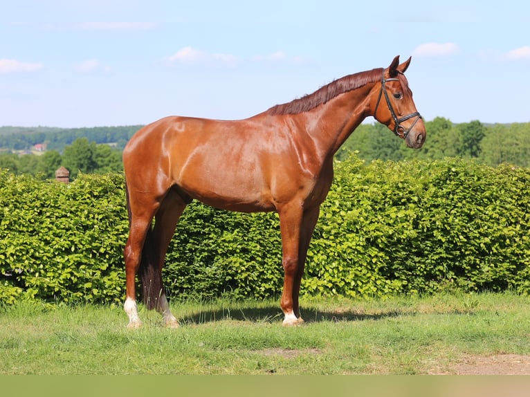 Westfale Wallach 5 Jahre 179 cm Fuchs in H&#xF6;rstel