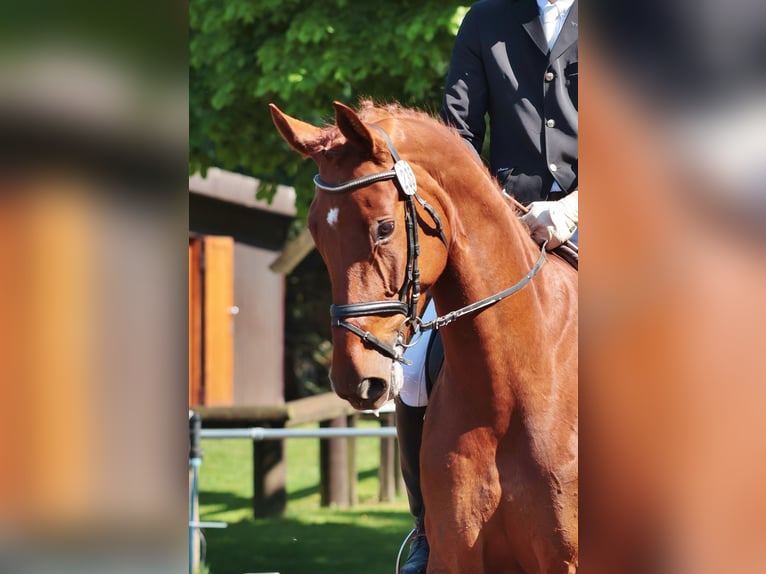 Westfale Wallach 5 Jahre 179 cm Fuchs in H&#xF6;rstel