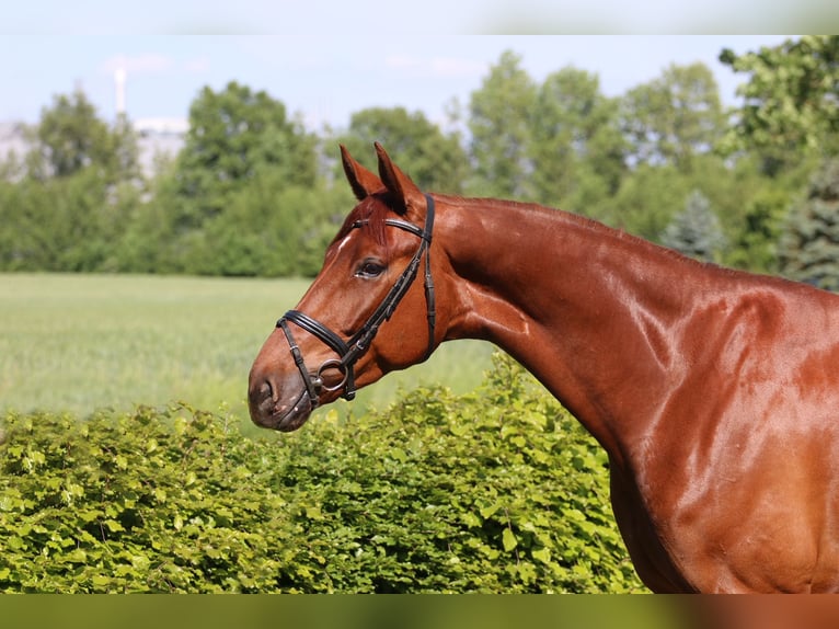 Westfale Wallach 5 Jahre 179 cm Fuchs in H&#xF6;rstel