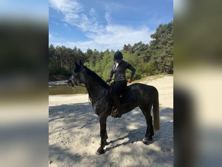 Westfale Wallach 5 Jahre 179 cm Rappschimmel in Selm