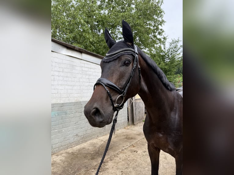 Westfale Wallach 5 Jahre 180 cm Dunkelbrauner in Oberhausen