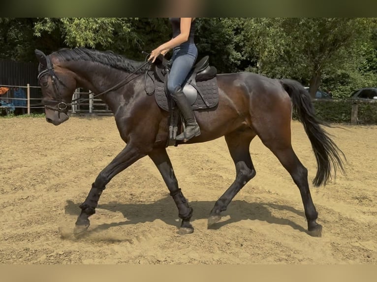 Westfale Wallach 5 Jahre 180 cm Dunkelbrauner in Oberhausen