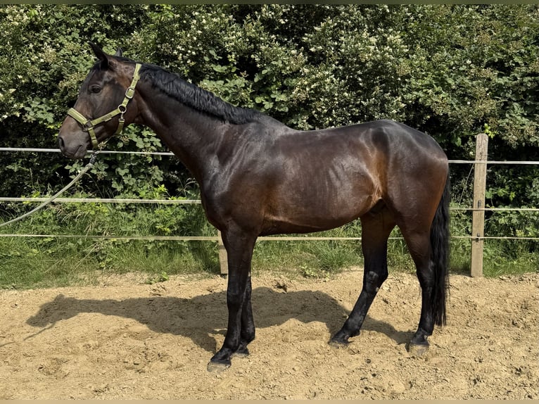 Westfale Wallach 5 Jahre 180 cm Dunkelbrauner in Oberhausen