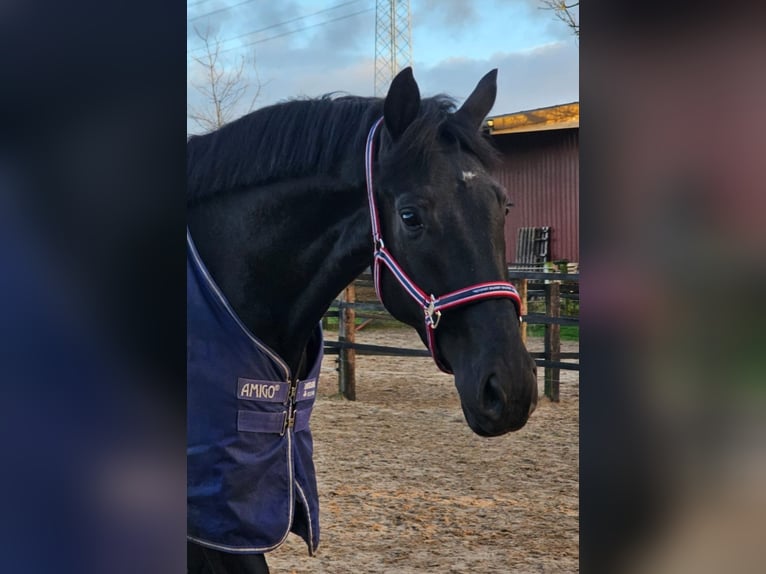 Westfale Wallach 5 Jahre 180 cm Rappe in Leopoldshöhe