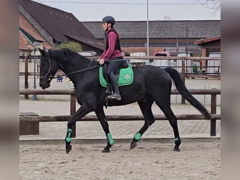 Westfale Wallach 5 Jahre 180 cm Rappe in Leopoldshöhe