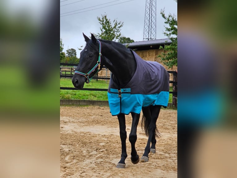 Westfale Wallach 5 Jahre 180 cm Rappe in Leopoldshöhe