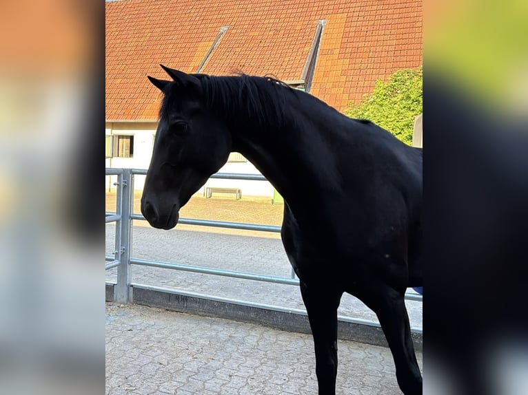 Westfale Wallach 5 Jahre 180 cm Rappe in Leopoldshöhe