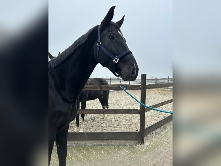 Westfale Wallach 5 Jahre 180 cm Rappe in Roth