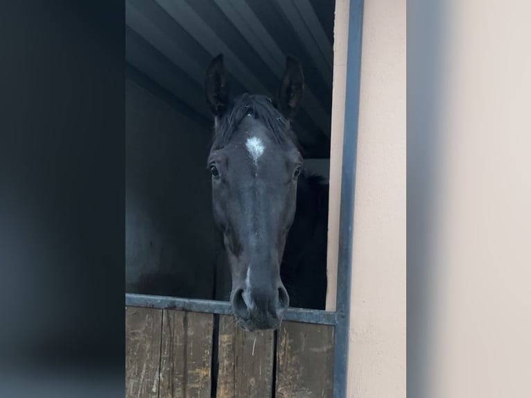 Westfale Wallach 5 Jahre 180 cm Rappe in Roth