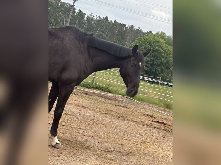 Westfale Wallach 5 Jahre 180 cm Rappe in Roth