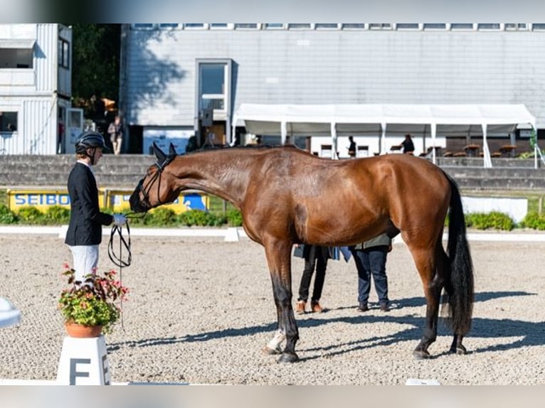 Westfale Wallach 5 Jahre 182 cm Brauner in Tamm