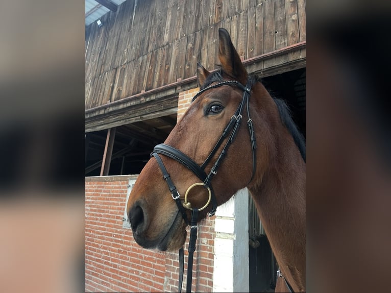Westfale Wallach 5 Jahre 183 cm Brauner in Lüneburg