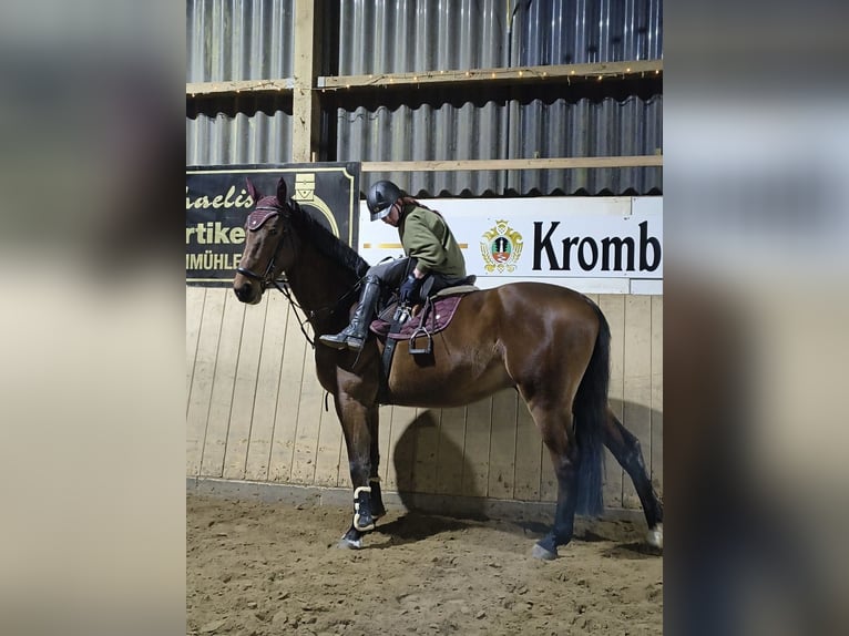 Westfale Wallach 5 Jahre 183 cm Brauner in Lüneburg