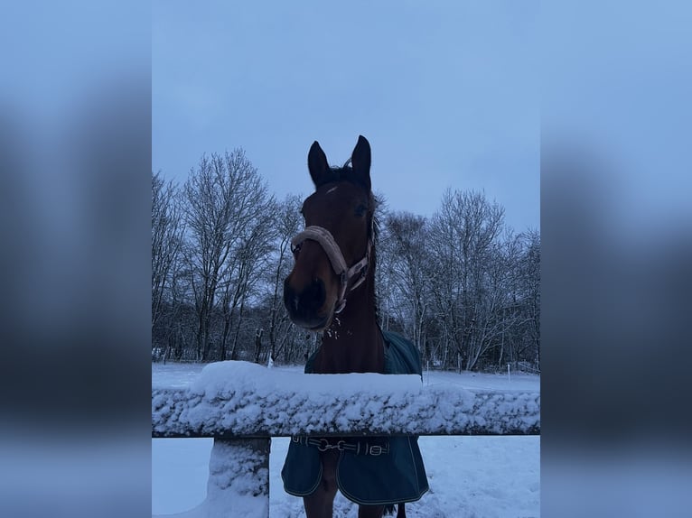 Westfale Wallach 5 Jahre 183 cm Brauner in Lüneburg