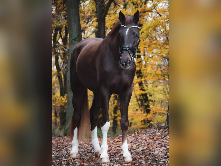 Westfale Wallach 5 Jahre 185 cm Dunkelfuchs in Nettersheim