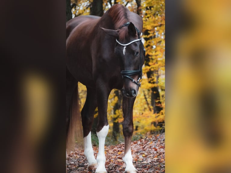 Westfale Wallach 5 Jahre 185 cm Dunkelfuchs in Nettersheim