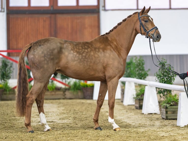 Westfale Wallach 5 Jahre Brauner in Münster-Handorf