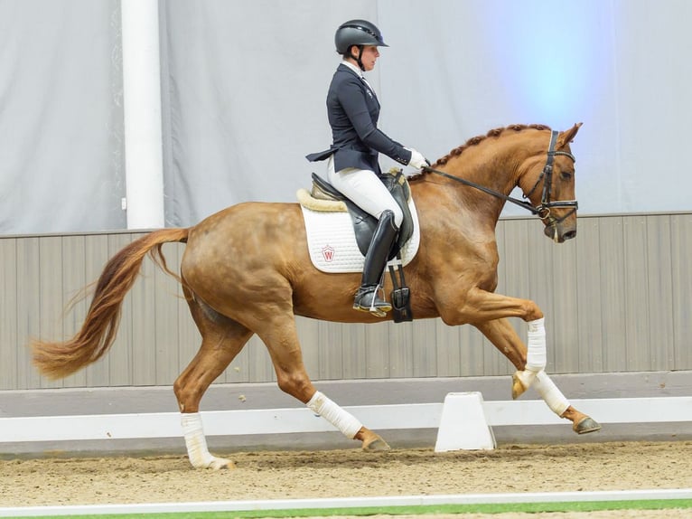 Westfale Wallach 5 Jahre Brauner in Münster-Handorf