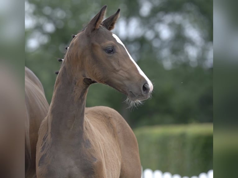 Westfale Wallach 5 Jahre Brauner in Hamm