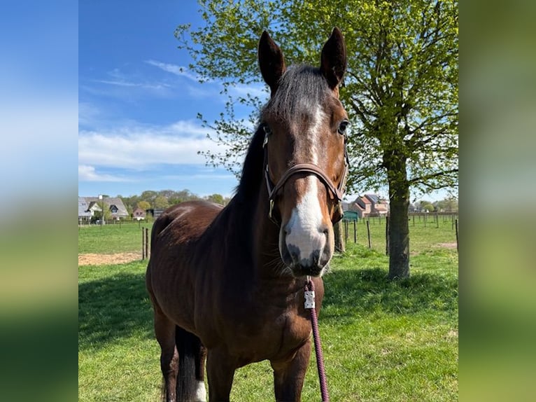 Westfale Wallach 5 Jahre Brauner in GROTE BROGEL