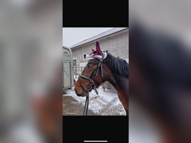 Westfale Mix Wallach 6 Jahre 155 cm Dunkelbrauner in Ansfelden