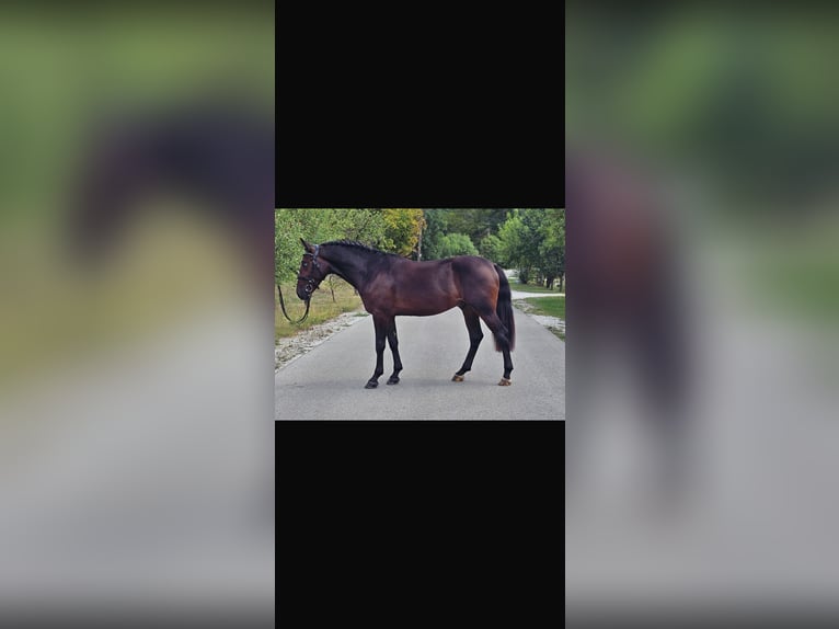 Westfale Mix Wallach 6 Jahre 155 cm Dunkelbrauner in Ansfelden