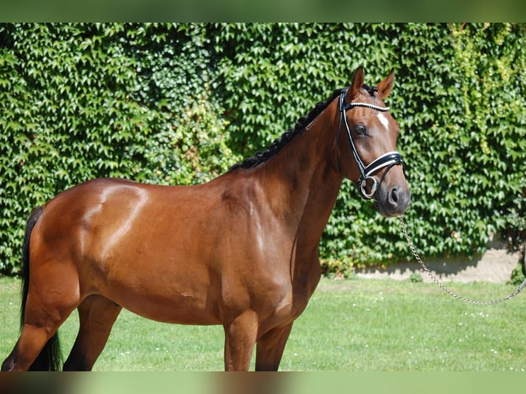 Westfale Wallach 6 Jahre 158 cm Brauner in Osnabrück