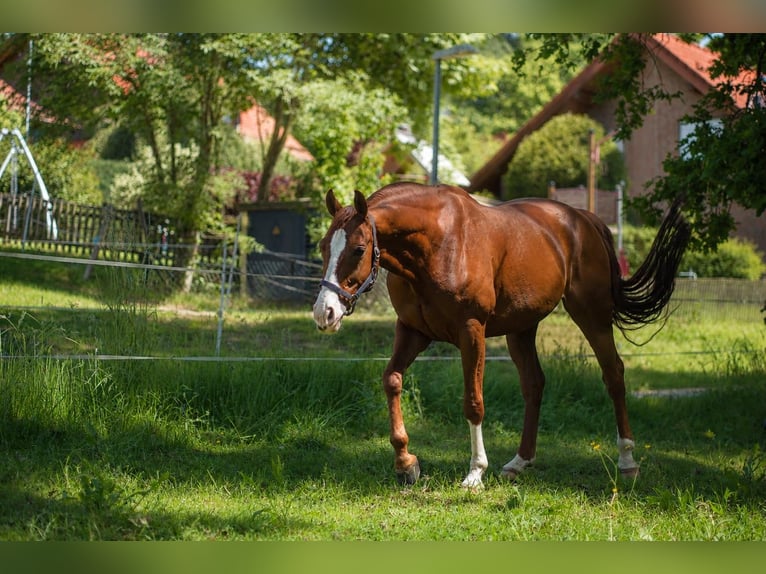 Westfale Wallach 6 Jahre 159 cm Fuchs in Blomberg