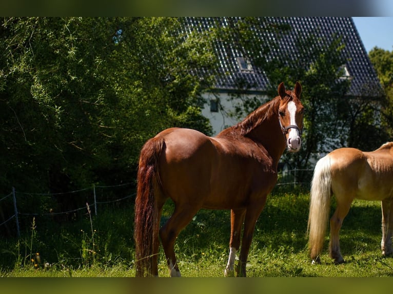 Westfale Wallach 6 Jahre 159 cm Fuchs in Blomberg