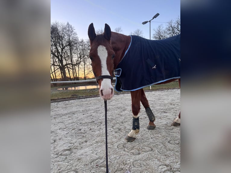 Westfale Wallach 6 Jahre 159 cm Fuchs in Blomberg