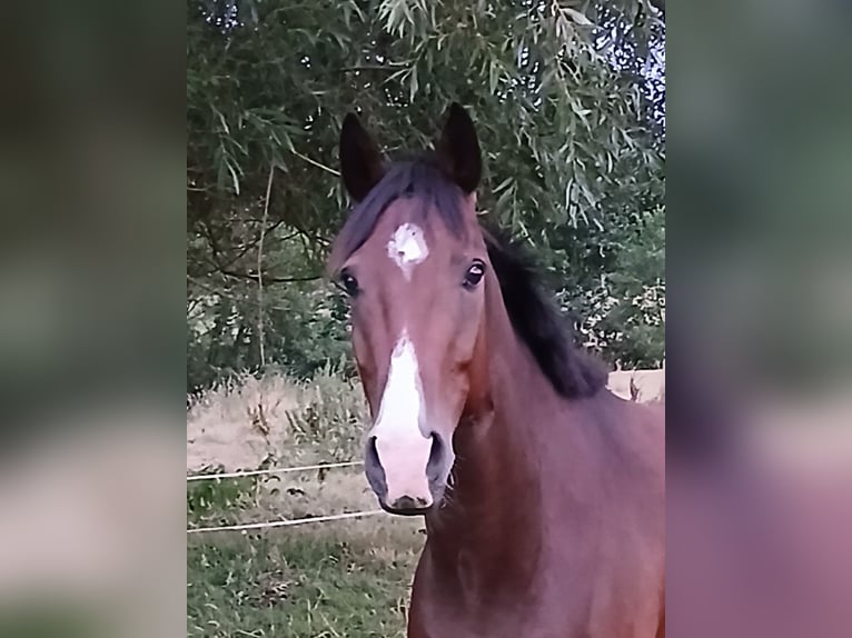 Westfale Wallach 6 Jahre 160 cm Brauner in Greven