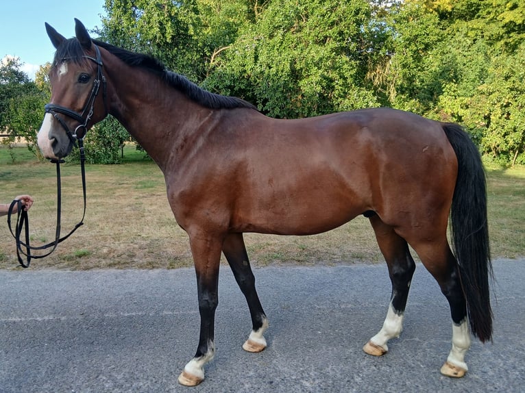 Westfale Wallach 6 Jahre 160 cm Brauner in Greven