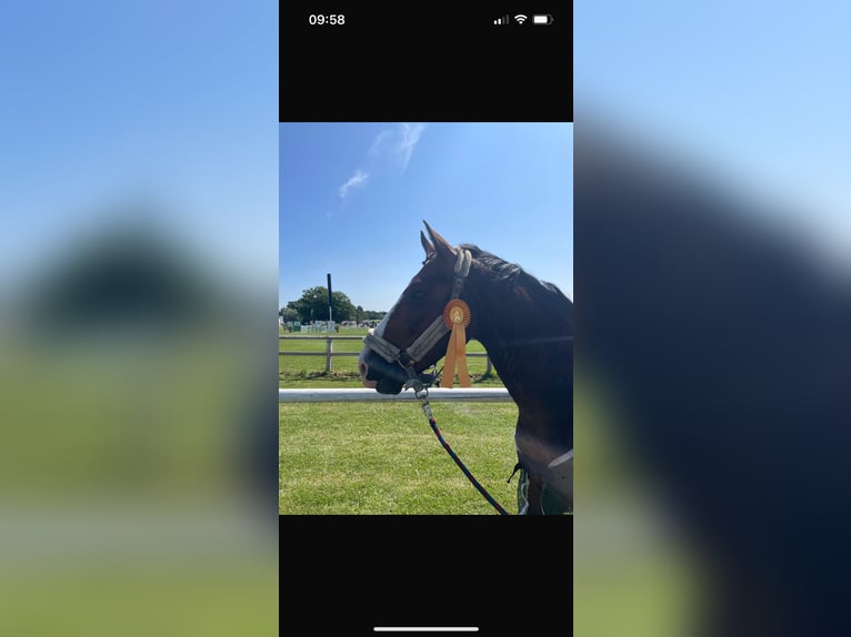 Westfale Wallach 6 Jahre 160 cm Brauner in Greven